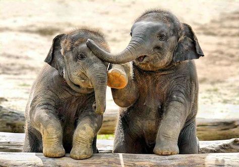 10+ Baby Elephants That Will Instantly Make You Smile Adorable Elephants, Elephants Never Forget, Nosara, Baby Elefant, Baby Elephants, Fist Bump, Elephant Love, Wildlife Nature, Sweet Animals