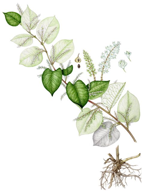 Japanese Knotweed: Unearthing the Truth by Nicolas Seal. Lizzie Harper discusses doing botanical illustrations and scientific diagrams for this book on this invasive yet valuable plant. Mosquito Life Cycle, Japanese Knotweed, Art With Flowers, Periwinkle Flowers, Tiny White Flowers, Invasive Plants, Botanical Illustrations, Color Studies, Watercolor Brushes