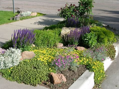 Sidewalk Landscaping, Xeriscape Front Yard, Purple Salvia, Texas Landscaping, Xeriscape Landscaping, Red Dragons, Side Walk, Drought Tolerant Garden, Waterwise Garden