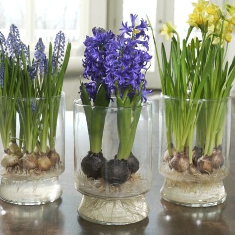 Growing Bulbs, Spring Flowering Bulbs, Flower Vase Arrangements, Garden Bulbs, Floral Shop, Apartment Garden, Fresh Flowers Arrangements, Water Flowers, Bulb Flowers