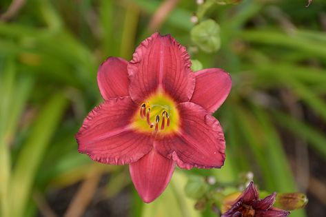 Full Size Photo, Tall Flowers, Plant Guide, Zone 2, Garden Centre, Burgundy Flowers, Attract Butterflies, Herbaceous Perennials, Low Maintenance Plants