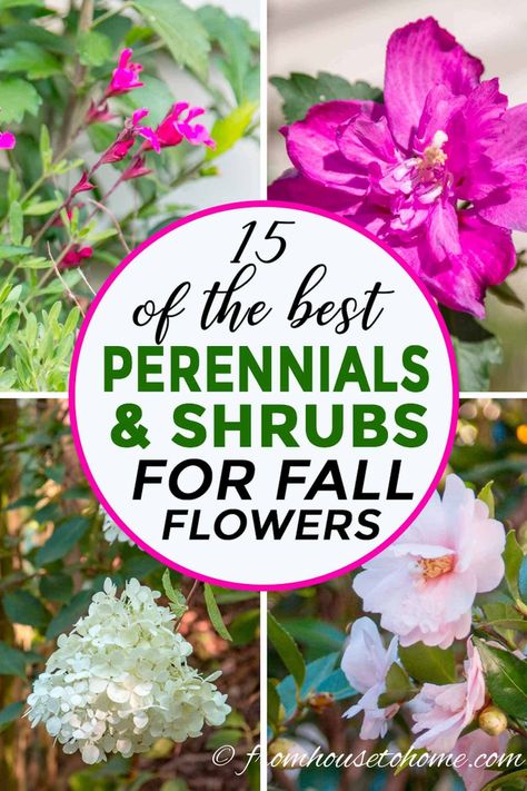 Ideas for perennials to grow in autumn that will give your yard or garden beautiful fall flowers. #fromhousetohome #fall #gardening #gardenideas #gardeningtips #fallflowers #bestplantsforfallflowers #gardeningtipsandplants Fall Perennials, Fall Gardening, Full Sun Plants, Best Perennials, Fall Vegetables, Garden Beautiful, Sun Perennials, Fall Garden Vegetables, Perennial Shrubs