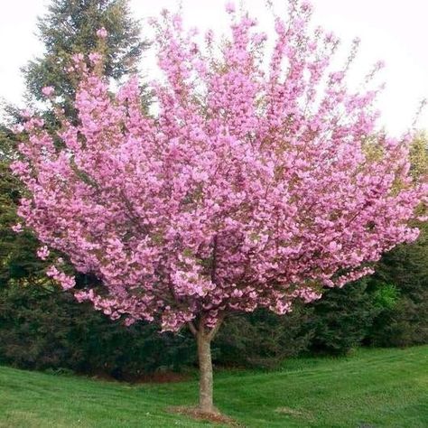 How to Plant and Care for a Kwanzan Cherry Tree – TN Nursery Kwanzan Cherry Tree, Weeping Cherry Tree, Flowering Cherry Tree, Tree Seedlings, Live Tree, Cherry Trees, Wildlife Gardening, Ornamental Trees, Blossom Tree