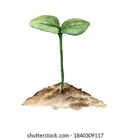 A young green plant growing from the ground. Botanical illustration of a young plant painted in watercolor on a white background. Vegetable Garden Watercolor, Sprout Painting, Plant Growing Drawing, Sprouts Drawing, Seed Drawing, Watercolor Ground, Seed Illustration, Rainbow Drawing, Biblical Paintings