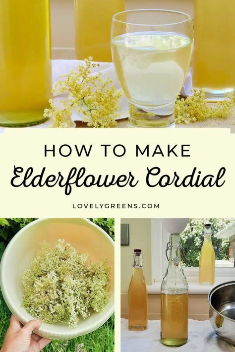 Easy to make sweet elderflower cordial recipe using fresh elderflowers and lemon juice. Makes three bottles that you can use in refreshing summer drinks, or to make edible flower desserts and recipes #elderflower #foragedfood #cordialrecipe Acotar Food, Herbal Wine, Elderflower Syrup Recipe, Elderflower Liquor, Elderflower Recipes, Elderflower Champagne, Elderflower Cocktail, Cordial Recipe, Elderberry Recipes