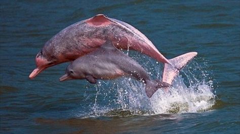 Pink Amazon river dolphins. Did you know that they can be pink? Chinese White Dolphin, Pink River Dolphin, White Dolphin, River Dolphin, Marine Wildlife, Sea Shepherd, Sea Mammal, Albino Animals, Pink Dolphin