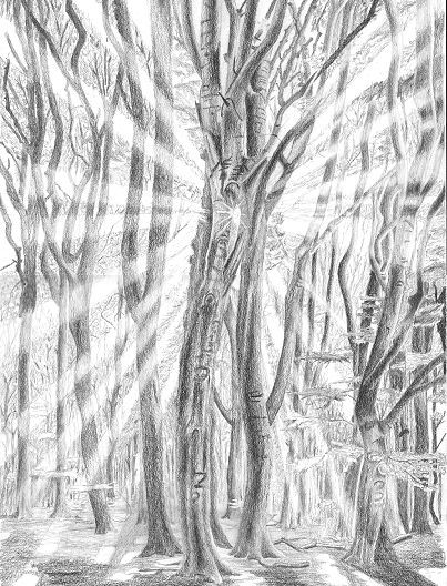 light and shadow1 Pencil sketch of a dense forest with sunlight streaming through the trees, creating a serene and enchanting atmosphere. | Sky Rye Design Light Rays Drawing, Light Through Trees, Forest With Sunlight, Sketch Trees, Forest Sketch, Tree Tattoos, Shadow Drawing, Pencil Trees, Dense Forest