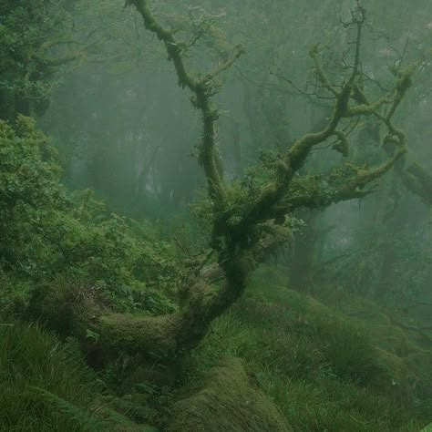 Junipercore Aesthetic, Dark Fairycore, Dark Naturalism, Dark Green Aesthetic, Dark Fairy, Fairy Aesthetic, Dark Cottagecore, Misty Forest, Magical Forest