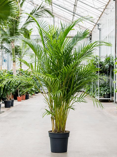 Dypsis Lutescens, Plants House, Indoor House Plants, Areca Palm, Bali Island, Home Outside, A Secret Garden, Garden Plan, Plant Decor Indoor