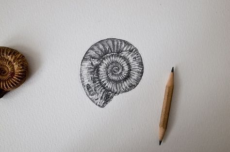 Ammonite Geology Tattoo, Scandinavian Tattoo, Seashell Tattoos, Shell Tattoos, Art Coquillage, Arm Art, Jellyfish Art, Illustration Photo, Paleo Art