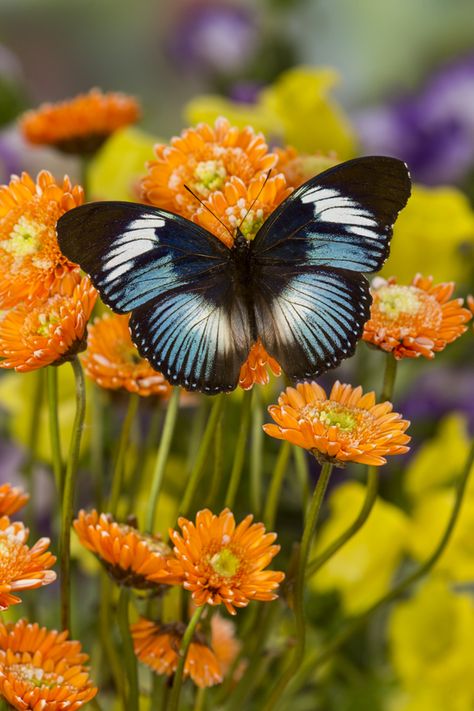 Butterfly Chrysalis, Tropical Butterfly, Beautiful Butterfly Photography, Butterflies Flying, Beautiful Bugs, Butterfly Pictures, Butterfly Wallpaper, Butterfly Garden, Butterfly Wings