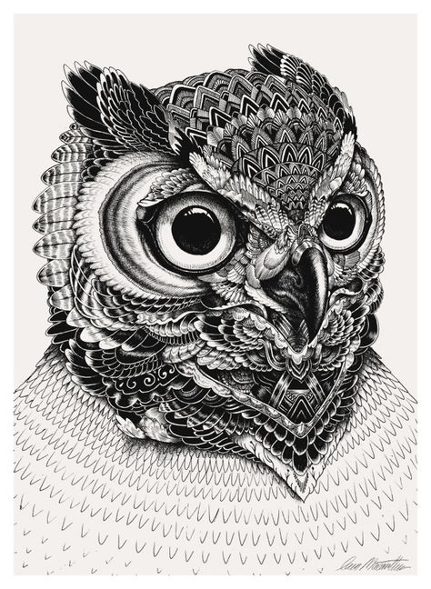 Owl portraits by Iain Macarthur, via Behance Zentangle Animals, Owl Head, Owl Illustration, Owl Eyes, Mandalas Painting, Mandalas Drawing, Desenho Tattoo, Owl Tattoo, Owl Art