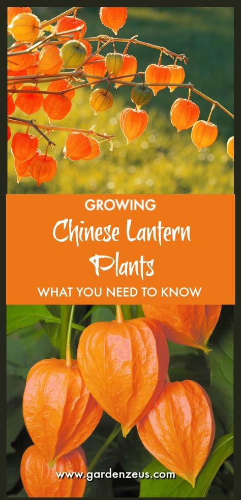 Growing Chinese Lantern Plants #fall #ChineseLanternPlants Chinese Lanterns Flowers, Japanese Lantern Plant, Plants In Lanterns, Chinese Lantern Flower, Chinese Lantern Plant, Lantern Plant, Lantern Flowers, Grow Cucumbers, Chinese Lanterns Plant