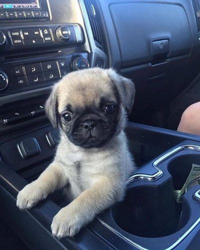 Photo Pug Videos, Funny Dog Names, Cute Pug Puppies, Baby Pugs, Baby Animals Pictures, A Pug, Pug Puppies, Pugs Funny, Cute Pugs