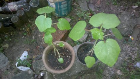 this is my okra plant...my plant already grow 2 weeks... Okra Plant, My Plant, Plant Pictures, Okra, Planting, Seeds, Plants, Quick Saves