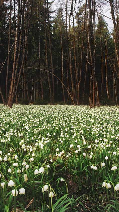 Wall Paper Iphone, Paper Iphone, Spring Scenery, Lily Garden, Lily Of The Valley Flowers, Enchanted Wood, Valley Flowers, Nature Spring, Have Inspiration