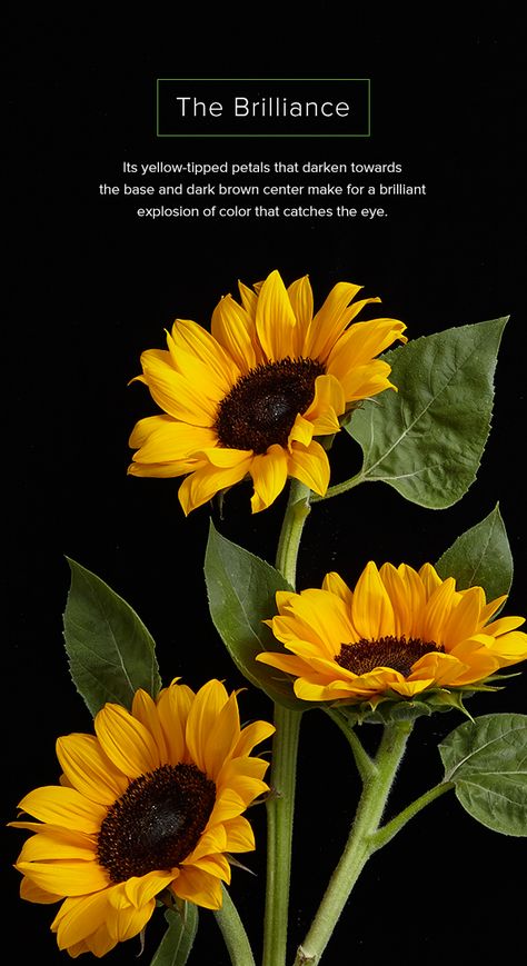 Photos Of Sunflowers, Sunflower Reference, Pictures Of Sunflowers, Images Of Sunflowers, Sunflowers Photography, Sunflower Facts, Tall Sunflowers, Sunflower Photos, Sunflower Leaf