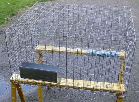 Rabbit Cage Plans for a large, 36x30 all wire cage. Purchase one of our e-books for additional help. Hanging Rabbit Cages, Rabbit Husbandry, Indoor Hutch, Wire Rabbit Cages, Rabbit Wire, Diy Rabbit Cage, Raising Rabbits For Meat, Diy Rabbit Hutch, Show Rabbits