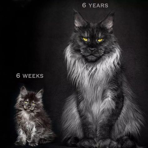 Vivo The Maine Coon Is Like No Cat You've Ever Seen Wojskowy Humor, Chat Kawaii, Gorgeous Cats, Cat Photography, Warrior Cats, Pretty Cats, Maine Coon, Beautiful Cats, Big Cats