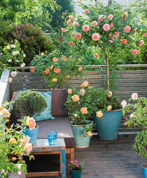 Small Rose Garden  Growing Roses in Containers Balcony Patio and Terrace Rose Garden Design, Balcony Planters, Small Balcony Garden, Balcony Plants, Garden Shrubs, Growing Roses, Back Deck, Ornamental Plants, Plants And Flowers