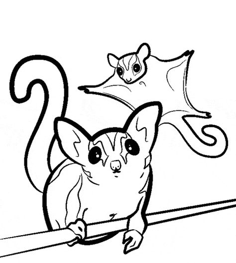 free Sugar Glider coloring page Sugar Bears, Sugar Gliders, Nocturnal Animals, Unusual Animals, Chihuahua Love, Sugar Glider, Australian Animals, Coloring Pages To Print, Free Printable Coloring