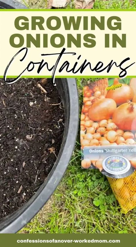 Planting Onions Bulbs, Growing Onions In Containers, Onions In Containers, Onion Growing, Onion Garden, Growing Onions From Seed, Grow Onions, Container Potatoes, Growing Vegetables In Pots