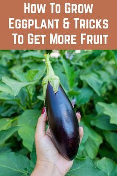 How To Store Eggplant, Eggplant Companion Plants, Grow Eggplant, Growing Eggplant, Eggplant Plant, Eggplant Varieties, Eggplant Seeds, Gardening Gear, Organic Vegetable Garden