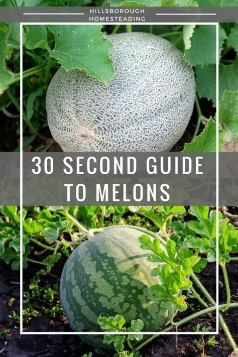 Watermelon Growing, Growing Melons, Compost Container, How To Grow Watermelon, Edible Gardens, Organic Vegetable Garden, Dirty 30, Garden Veggies, Veg Garden