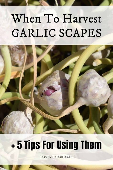 When To Harvest Garlic Scapes + 5 Tips For Using Them When To Harvest Garlic, Harvest Garlic, Harvesting Garlic, How To Store Garlic, Growing Carrots, Garlic Scapes, Container Vegetables, Homestead Living, Hydroponic Gardening