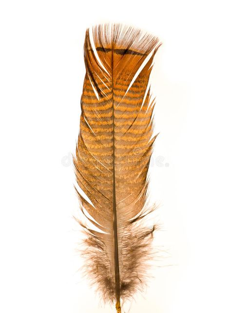 Wild Turkey Feather. A lone, single feather from what i think is a wild turkey ( , #Ad, #Feather, #lone, #Wild, #Turkey, #single #ad Birds Watercolor, Wild Turkey, Turkey Feathers, Nature Images, Creating Art, Vector Design, Stock Images Free, Photo Image, Design Inspiration