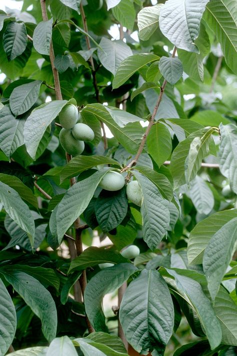 Paw paw fruit