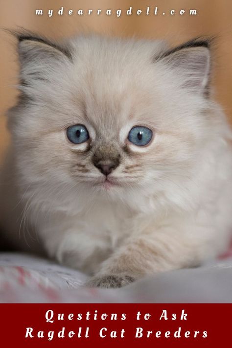 Considering becoming the owner of a Ragdoll cat? As with any pet, it’s important to choose a breeder that has the kitten’s best interests at heart. There are certain things you’ll want to ask your shortlist of Ragdoll cat breeders to ensure they’re not running a kitten mill. In this post, I’m give you 19 questions to ask to find out if Ragdoll breeders are acting ethically and morally to ensure the integrity of the breed and ensure you get a healthy kitten. #ragdollcats #ragdoll #cat Ragdoll Cat Breeders, Things To Ask, Ragdoll Cat, Questions To Ask, Cat Breeds, Acting, How To Find Out, Kittens