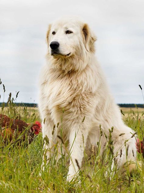 Dog Widget, Livestock Dog, Maremma Sheepdog Puppy, Farmhouse Property, Newfoundland Dog Puppy, Maremma Dog, Akbash Dog, Abby Jimenez, Maremma Sheepdog