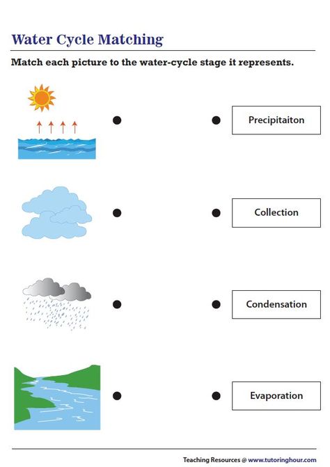 Water Cycle Craft, Water Cycle Experiment, Water Cycle Activities, Water Cycle Worksheet, Worksheet For Class 2, Cycle For Kids, Human Body Organs, Matching Worksheets, Homeschool Worksheets