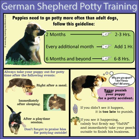 German Shepherd Puppy Training Guide German Shepherd Puppy Training, German Shepherd Puppies Training, German Shepherd Training, Dog Tricks, Easiest Dogs To Train, Dog German, German Shepherd Puppy, Easy Tricks, Potty Training Puppy