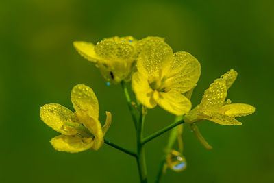 Catholic Ethics: Scattering Seeds of Faith Chinese Mustard, Mustard Plant, Mustard Flowers, Mock Orange, Mustard Seeds, Plant Diseases, Soil Improvement, Beneficial Insects, Wild Plants