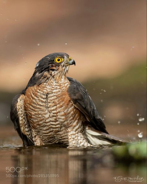 A small bird of prey that specializes in catching woodland birds. Found throughout Europe, Africa and Asia. Sharp Shinned Hawk, Sparrowhawk, Bird Of Prey, Animal Wildlife, Love Peace, Small Birds, Love Pet, Birds Of Prey, Bird Feathers