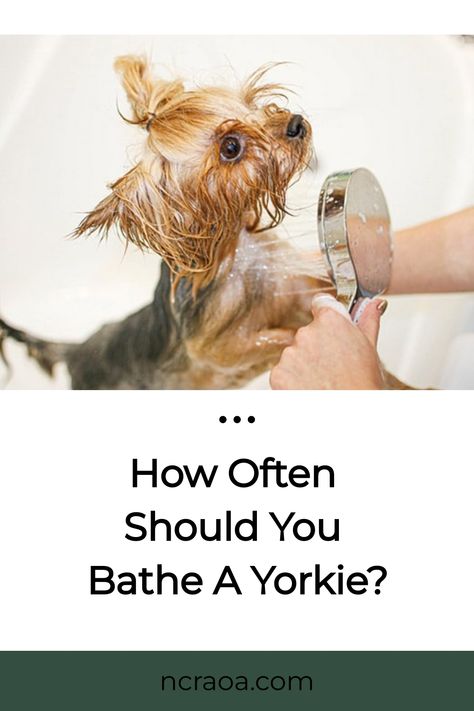 When you get a new Yorkie puppy, you are going to have to learn how to care for it properly. This includes giving it a bath. Unfortunately, you may not even know how to give Yorkie Puppy Training, Yorkshire Terrier Grooming, Oatmeal Dog Shampoo, Shampoo Design, All Breeds Of Dogs, Best Shampoo, Dog Grooming Tips, Grooming Style, Good Shampoo And Conditioner