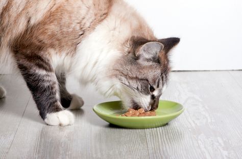 Cat Feeding Schedule, What Cats Can Eat, Best Cat Food, Cat Allergies, Homemade Cat, Healthy Cat, Cat Drinking, Dry Cat Food, Wet Cat Food