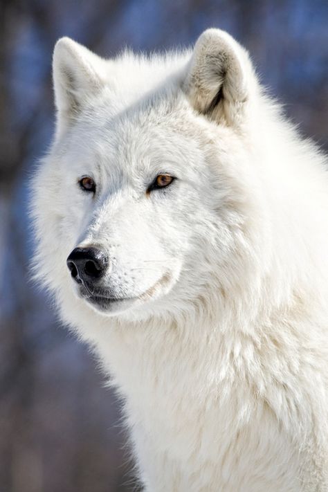 Arctic Wolf Wolf Beautiful, Wolf With Blue Eyes, White Wolves, Cry Wolf, White Husky, Arctic Wolf, Wolf Photos, Timber Wolf, Wolf Love