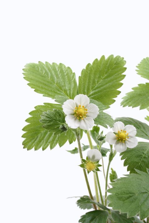 Strawberry plant. Close-ups of strawberry plant with flowers isolated on white , #Aff, #Close, #ups, #Strawberry, #plant, #isolated #ad Strawberry Blossom Drawing, Strawberry Flower Drawing, Strawberry Vine, Strawberry Blossom, Strawberries Plant, Strawberry Flowers, Strawberry Reference, Plant Reference Photos, Strawberry Flower Tattoo