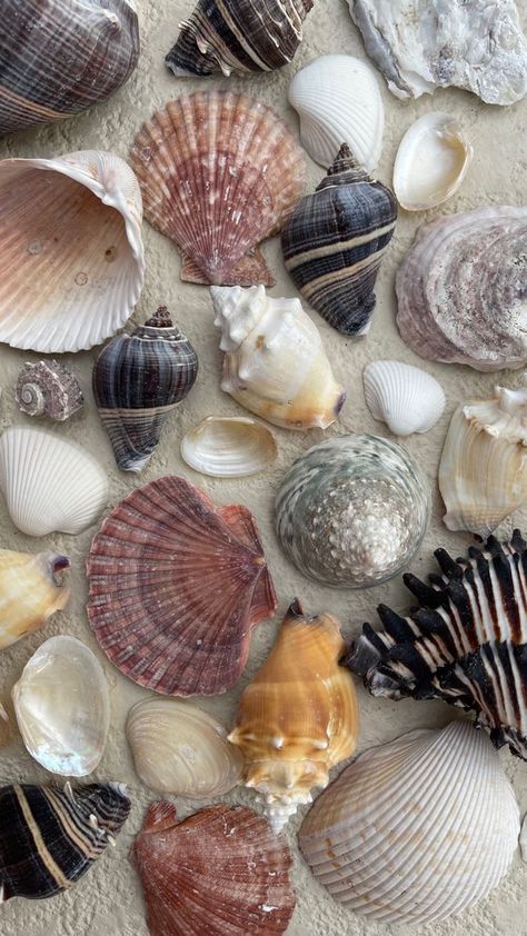 Sea Shells Photos, Vacation Aesthetic Florida, Fall In Florida Aesthetic, Moving To Florida Aesthetic, Tropical Holiday Aesthetic, Florida Vibes Aesthetic, Florida Fall Aesthetic, Florida Living Aesthetic, Vacation Vibes Aesthetic