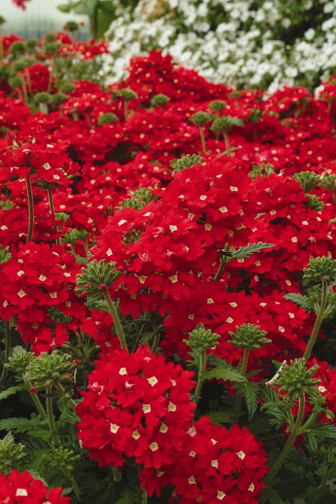 Verbena - Aztec Red Velvet, Ball Horticultural Co. Zone 4 Perennials, Red Verbena, Front Yard Design Ideas, Red Flowers Garden, Red Perennials, Garden Home Ideas, Yard Design Ideas, Yard Landscape Ideas, Garden Front Yard