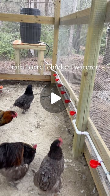 The Reserve at Pierce Farms on Instagram: "Who is this man I married🤭😏🥰
Rain barrel waterer with lots of cups for the chickons!" Rain Barrel Chicken Waterer, Water Barrel Chicken Waterer, Diy Rain Barrel Chicken Waterer, Rain Barrel Chicken Watering System, Chicken Pvc Waterer, Chicken Watering System, Chicken Waterer, Water Barrel, Chicken Feeder