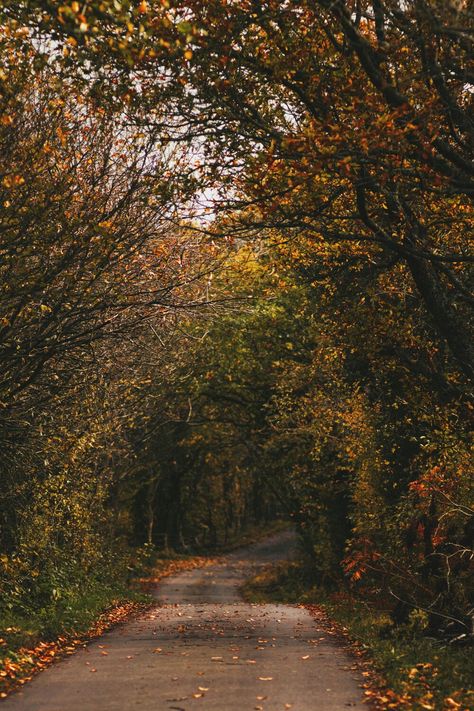 Autumn in county Durham, England | A Curious Fancy | Fall Uk Aesthetic, Autumn In The Uk, Autumn England, Autumn Aesthetic England, Cornwall In Autumn, Dark Autumn, Fall Feels, Autumn Scenery, Best Seasons