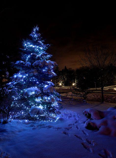 Ontario, Canada Lit Christmas Tree, Winter Schnee, Outdoor Christmas Tree, Blue Christmas Tree, Merry Christmas Images, Oh Christmas Tree, Christmas Night, Winter Pictures, Christmas Scenes