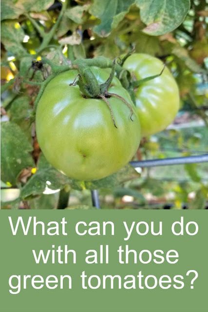 What can you do with green tomatoes? Here's how to predict a frost, ripen them on the vine and off the vine, plus recipes to use them up, here's what you can do with them! Can You Freeze Green Tomatoes, What Can I Make With Green Tomatoes, What Can You Do With Green Tomatoes, Dehydrated Green Tomatoes, How To Use Green Tomatoes, What To Do With Green Tomatoes, Simple Homestead, Preserving Vegetables, Homestead Blog