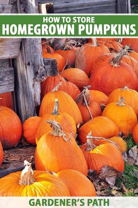 A close up vertical image of homegrown pumpkins, freshly harvested and set on the ground in front of a wooden fence. To the top and bottom of the frame is green and white printed text. Diy Food Storage, Halloween Carving, Preserving Vegetables, Pumpkin For Halloween, Healthy Fruits And Vegetables, Vegetable Benefits, Storage Tips, Starting A Garden, Different Vegetables