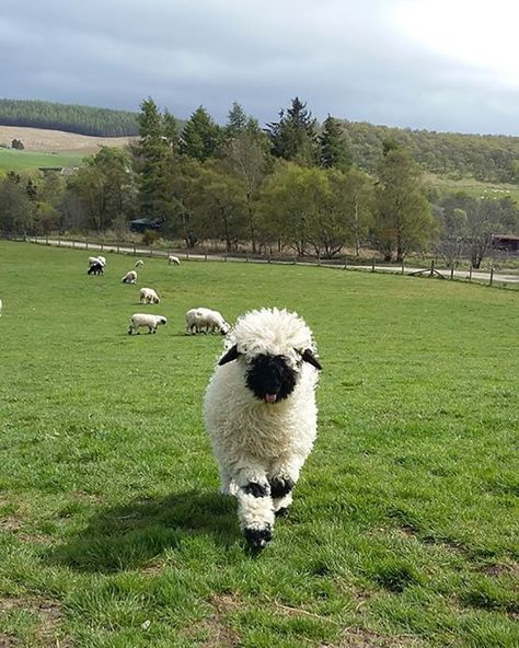 Valais Sheep, Blacknose Sheep, Sheep Cute, Valais Blacknose, Valais Blacknose Sheep, Tattoo Aesthetic, Sheep Breeds, Baby Sheep, Black Nose