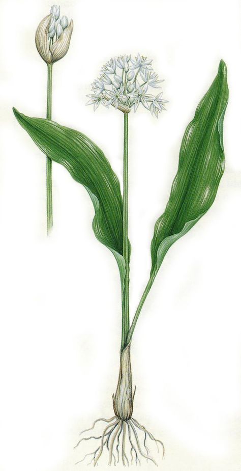 Botanical Prints Free, Garlic Flower, Onion Flower, Wild Onions, Nouveau Tattoo, Wild Garlic, Dad Tattoos, Botanical Tattoo, Botanical Illustration Vintage